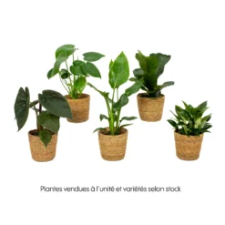 Mix Plantes Vertes, Variétés Variables : Vannerie D12cm -Jardin Harmonie Soldes Boutique 1066833 2072083