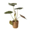 Mix Plantes Vertes, Variétés Variables : Vannerie D12cm -Jardin Harmonie Soldes Boutique 1066833 2124780