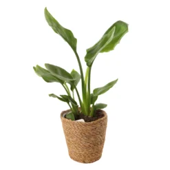 Mix Plantes Vertes, Variétés Variables : Vannerie D12cm -Jardin Harmonie Soldes Boutique 1066833 2124786