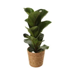 Mix Plantes Vertes, Variétés Variables : Vannerie D12cm -Jardin Harmonie Soldes Boutique 1066833 2124789