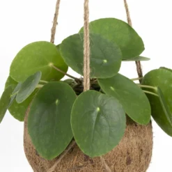 Kokodama Pilea Peperomiodes - H20cm, ø15cm - Plante D'intérieur Tombante -Jardin Harmonie Soldes Boutique 10c72a8053970a0f