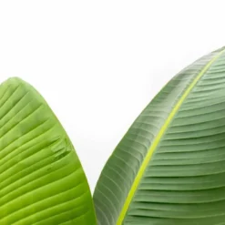 Strelitzia Augusta Xxl - H210cm, ø30cm - Très Grande Plante D'intérieur -Jardin Harmonie Soldes Boutique 10d5b7d3169775a9