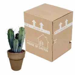 Myrtillocactus - H40cm, ø17cm - Plante D'intérieur Facile D'entretien -Jardin Harmonie Soldes Boutique 119cfd77764afc00