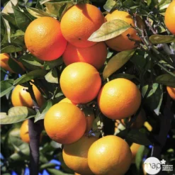 Oranger -20/25 - Pot 45L -Jardin Harmonie Soldes Boutique 125119 003