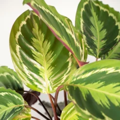 Calathea Médaillon Duo - Plantes D'intérieur -Jardin Harmonie Soldes Boutique 13b70842d556d4b7