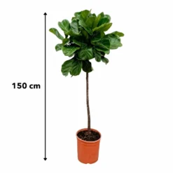 Ficus Lyrata Xl - H150cm, ø30cm - Très Grande Plante D'intérieur -Jardin Harmonie Soldes Boutique 147808e77ddb7acd