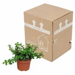 Portulacaria Afra - H25cm, ø10,5cm - Plante D'intérieur -Jardin Harmonie Soldes Boutique 14989b04955025a5