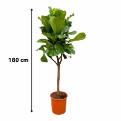 Ficus Lyrata Boom Xxl - H180cm, ø30cm - Très Grande Plante D'intérieur -Jardin Harmonie Soldes Boutique 14ad4fa596a5db69