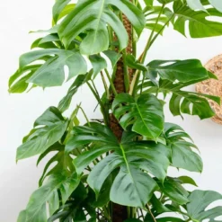 Monstera Deliciosa Xxl - H225cm, ø35cm - Très Grande Plante D'intérieur -Jardin Harmonie Soldes Boutique 14aee6647dd09041