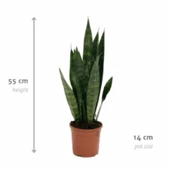 Sansevieria Zeylanica - H55cm, ø14cm - Plante D'intérieur Sans Entretien -Jardin Harmonie Soldes Boutique 14b7b0a41e32bd54
