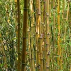 Bambou : Pot De 5 Litres