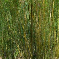 Bambou : Pot De 5 Litres -Jardin Harmonie Soldes Boutique 15449 003