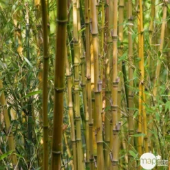 Bambou : Pot De 5 Litres -Jardin Harmonie Soldes Boutique 15449 004