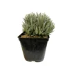 Lavande Varié : Pot 3 Litres -Jardin Harmonie Soldes Boutique 169560 1150396
