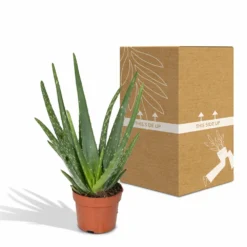 Aloe Vera - H30cm, ø12cm - Plante D'intérieur Succulente -Jardin Harmonie Soldes Boutique 16c113bef3fab416
