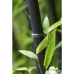 Bambou Moyen Phyllostachys Nigra 150/200 Cm: Pot De 18 Litres -Jardin Harmonie Soldes Boutique 170450 001