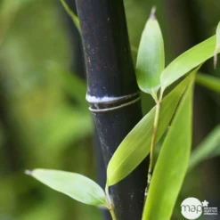 Bambou Moyen Phyllostachys Nigra 150/200 Cm: Pot De 18 Litres -Jardin Harmonie Soldes Boutique 170450 004