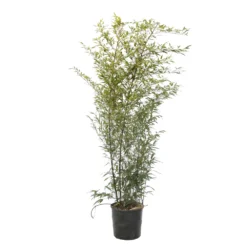 Bambou Moyen Phyllostachys Nigra 150/200 Cm: Pot De 18 Litres -Jardin Harmonie Soldes Boutique 170450 2058667