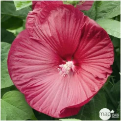 Hibiscus Moscheutos : Conteneur De 5 Litres -Jardin Harmonie Soldes Boutique 171264 001