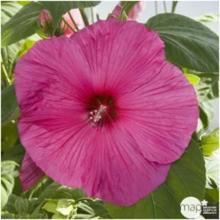 Hibiscus Moscheutos : Conteneur De 5 Litres -Jardin Harmonie Soldes Boutique 171264 002