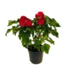Hibiscus Moscheutos : Conteneur De 5 Litres -Jardin Harmonie Soldes Boutique 171264 004