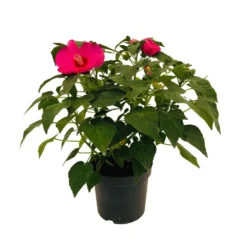 Hibiscus Moscheutos : Conteneur De 5 Litres -Jardin Harmonie Soldes Boutique 171264 006