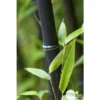 Bambou Moyen Phyllostachys Nigra: Pot De 70 Litres -Jardin Harmonie Soldes Boutique 171356 001