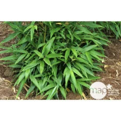 Bambou Moyen Phyllostachys Nigra: Pot De 70 Litres -Jardin Harmonie Soldes Boutique 171356 003