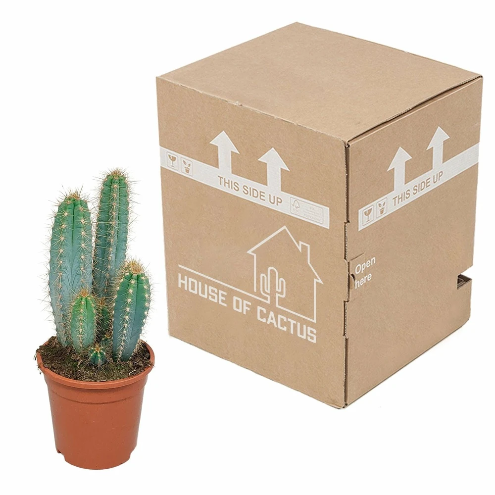 Pilosocereus Azureus - H40cm, ø17cm - Plante D'intérieur 5 Pilosocereus Azureus - H40cm, ø17cm - Plante D'intérieur – Image 3