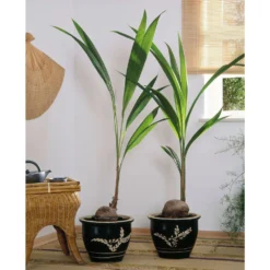 Cocotier Nucifera : Pot H.150cm -Jardin Harmonie Soldes Boutique 19401 001