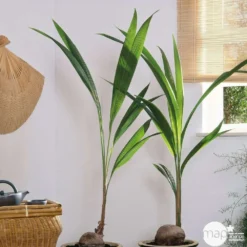 Cocotier Nucifera : Pot H.150cm -Jardin Harmonie Soldes Boutique 19401 002