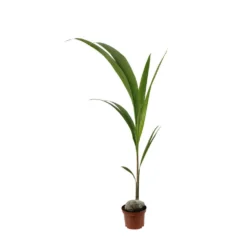 Cocotier Nucifera : Pot H.150cm -Jardin Harmonie Soldes Boutique 19401 004