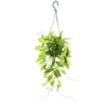 Plante D'intérieur à Accrocher - Hoya Gracilis - Fleur De Porcelaine - Fleur De Cire - Feu De Circulation 14cm -Jardin Harmonie Soldes Boutique 197e9a974b3f1bc9