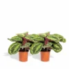 Calathea Médaillon Duo - Plantes D'intérieur -Jardin Harmonie Soldes Boutique 19ac16d87cf0f840