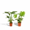 Strelitzia Nicolai, Monstera Deliciosa, Duo De Plantes - Grandes Plantes D'intérieur -Jardin Harmonie Soldes Boutique 1ac4214e38f20014