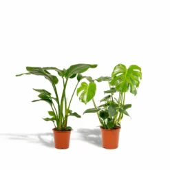 Strelitzia Nicolai, Monstera Deliciosa, Duo De Plantes - Grandes Plantes D'intérieur