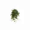 Cissus Ellen Danic - H70cm, ø17cm - Plante D'intérieur Tombante -Jardin Harmonie Soldes Boutique 1c4fe3335e052757