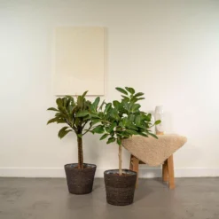 Ficus Elastica Melany, Ficus Benghalensis Audrey Et Leurs Paniers Noirs, Duo De Plantes - Grandes Plantes D'intérieur -Jardin Harmonie Soldes Boutique 1c66f0d727d107db
