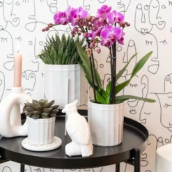 Haworthia - H11cm, ø6cm - Plante D'intérieur -Jardin Harmonie Soldes Boutique 1dcd91ab4fa67002