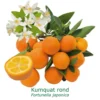 Kumquat Rond Bio Tailles:pot De 3 Litres, Hauteur 30/40 Cm -Jardin Harmonie Soldes Boutique 1efb27ba807c2832