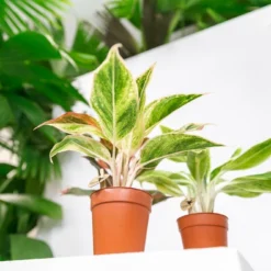 Plante Verte - Aglaonema Lipstick Green - H25cm, ø9cm - Plante D'intérieur -Jardin Harmonie Soldes Boutique 1ffc41648f157cb0