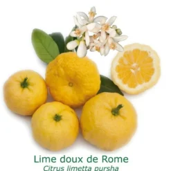 Lime Douce De Rome Bio Tailles:pot De 3 Litres, Hauteur 30/40 Cm