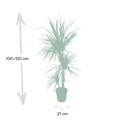 Dracaena Marginata - H115cm, ø21cm - Très Grande Plante D'intérieur -Jardin Harmonie Soldes Boutique 205c4d19ff1b1ad5
