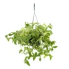 Tradescantia : Suspension Diamètre 18 Cm - Variétés Variables -Jardin Harmonie Soldes Boutique 21071 001