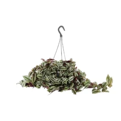 Tradescantia : Suspension Diamètre 18 Cm - Variétés Variables -Jardin Harmonie Soldes Boutique 21071 004