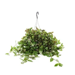 Tradescantia : Suspension Diamètre 18 Cm - Variétés Variables -Jardin Harmonie Soldes Boutique 21071 006