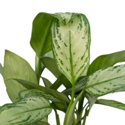 Aglaonema Christina - H30cm, ø12cm - Plante D'intérieur -Jardin Harmonie Soldes Boutique 226315f1022fb16f