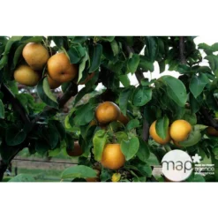 Nashi Hosui Bronze : Gobelet 3 Ans D'âge Ctr 12 Litres -Jardin Harmonie Soldes Boutique 228675 002