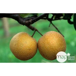 Nashi Hosui Bronze : Gobelet 3 Ans D'âge Ctr 12 Litres -Jardin Harmonie Soldes Boutique 228675 003