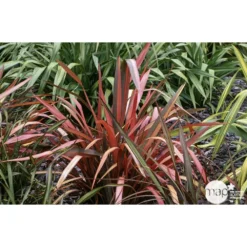 Phormium, Variétés Variables : Pot 4L -Jardin Harmonie Soldes Boutique 228928 001
